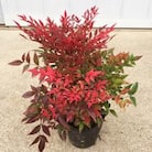 珍しい!海外から元気な南天2品セット