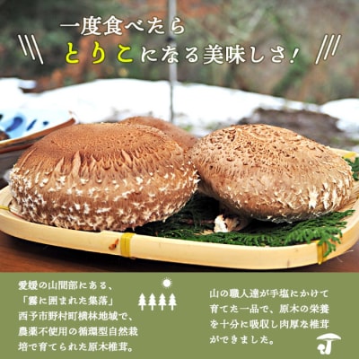芳醇な香り&肉厚 愛媛県産原木椎茸「霧源(MUGEN)」> しいたけ