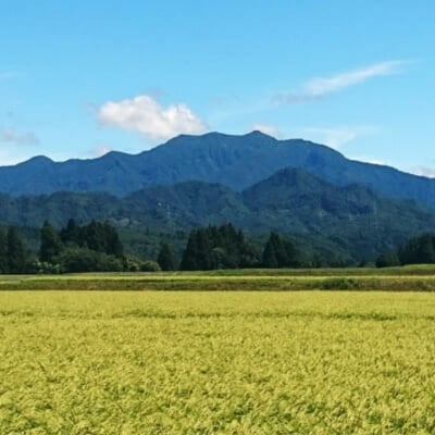 令和6年産米 特別栽培米 下田産コシヒカリ 白雪美人 精米 5kg【011S096】