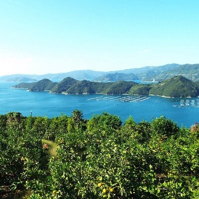 愛媛の高級柑橘の代名詞!「せとか」約3.5kg入