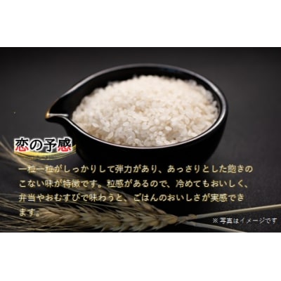 キューブ型 無洗米 恋の予感2合(300g)×6個セット ギフト 個包装 真空パック