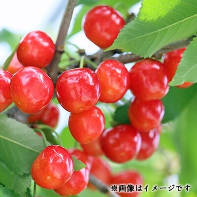 さくらんぼ(紅秀峰)2L以上 1kgバラ