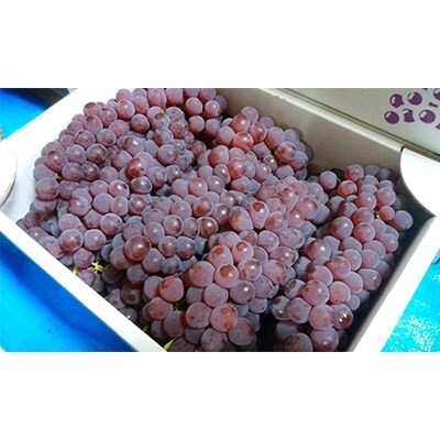 種無しデラウェア 4kg 山梨県甲府市産