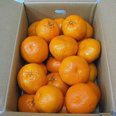 貴重柑橘　はるみ　約4.7kg×2箱
