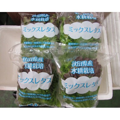100g×4袋 きれいな水で栽培した新鮮レタス詰合せ[No.5685-1263]