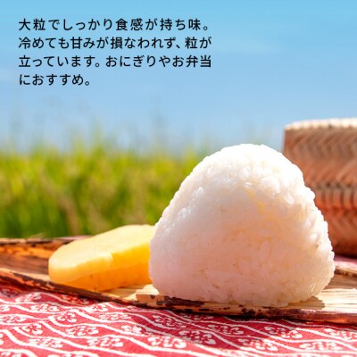令和4年産 あきたこまち 10kg 大粒で低タンパクな「土づくり実証米」[No.5685-2055]