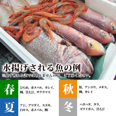 鮮魚セット 下処理済み 2～3人前(魚 切り身 詰め合わせ)[No.5685-2025]