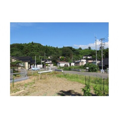 いちじくいちをの手ぬぐい2枚セット(まめしぼり&アロハ) [No.5685-1644]