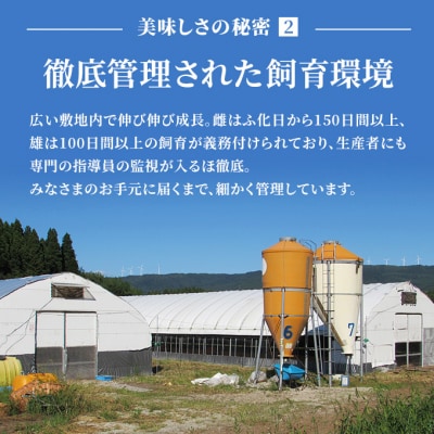 比内地鶏 焼鳥セット 15本(焼き鳥 焼鳥串セット やきとり)[No.5685-1136] 