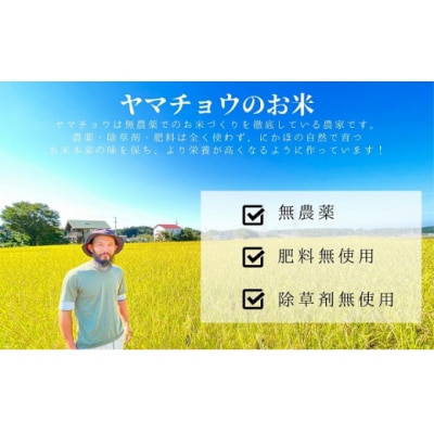 希少品種米 亀ノ尾 精米 2kg×1 郷山のお米[No.5934-0470]
