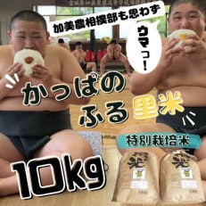 【特別栽培米】かっぱのふる里米(ひとめぼれ)精米10kg