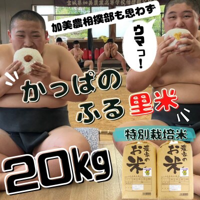 【特別栽培米】かっぱのふる里米(ひとめぼれ)精米20kg