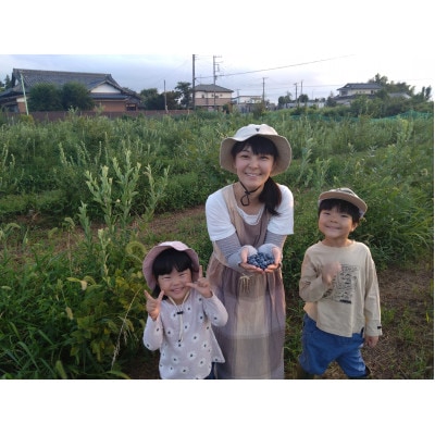 【冷凍ブルーベリー】2kg 千葉県野田市産