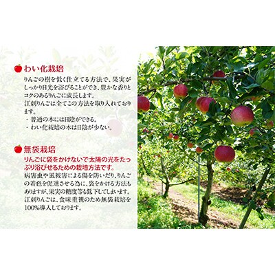【発送月固定定期便】奥州市りんご定期便(11月～翌年1月)江刺りんごの食べ比べ[AQ036] 全3回