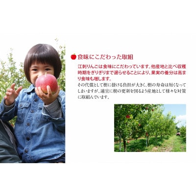 【発送月固定定期便】奥州市りんご定期便(11月～翌年1月)江刺りんごの食べ比べ[AQ036]全3回