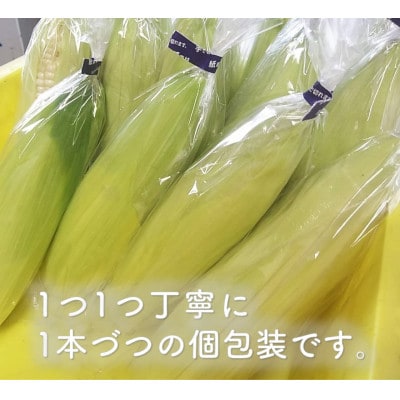 数量限定 先行受付 白いとうもろこしホワイトショコラ　糖度17度以上 [T0012]