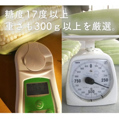 数量限定　白いとうもろこしホワイトショコラ　糖度17度以上 [T0012]