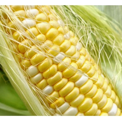 数量限定 先行受付 ドルチェドリーム10本 【2026年7月中旬頃より順次発送予定】 [T0017]