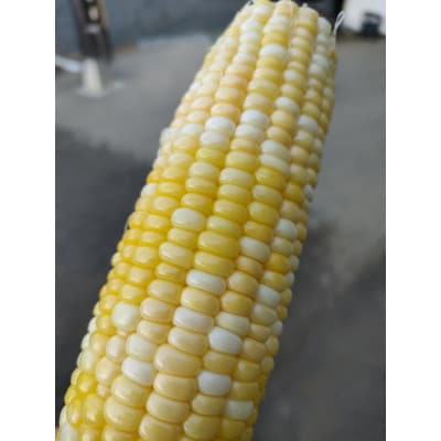 数量限定 先行受付 ドルチェドリーム10本 【2026年7月中旬頃より順次発送予定】 [T0017]