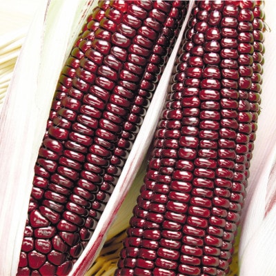 数量限定 先行受付 大和ルージュ10本 【2026年9月上旬より順次発送予定】 [T0018]