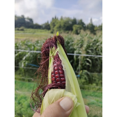 数量限定 先行受付 大和ルージュ10本 【2026年9月上旬より順次発送予定】 [T0018]