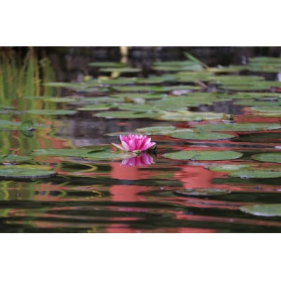 子供大鎧着付体験(身長110cmから140cm)1名様分 [RE005]