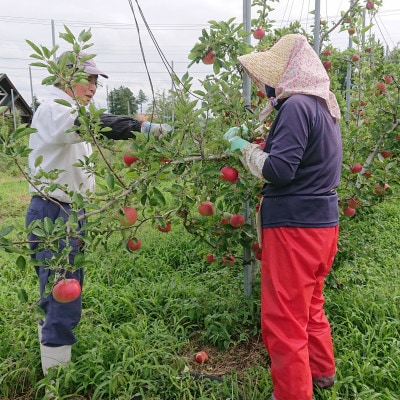 【スターファーム】こだわり栽培の 紅ロマン 厳選品 約3kg 岩手県奥州市産りんご [AY001]