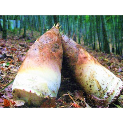【期間限り】楽市筍研究会の新鮮「朝堀り」生たけのこ　4～5kg【4月以降に順次発送いたします】
