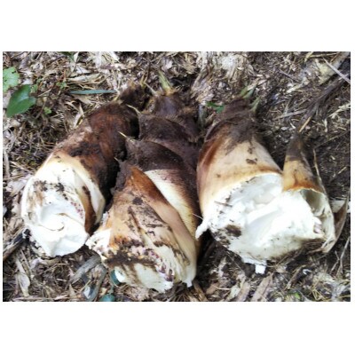 里山研究会の生タケノコ(4kg~5kg)