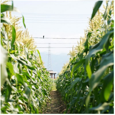【山梨県南部町産】朝採れゴールドラッシュ6本