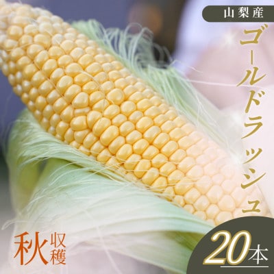 【山梨県南部町産】朝採れゴールドラッシュ20本