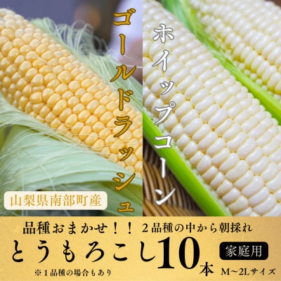 【山梨県南部町産】品種おまかせ!!朝採りとうもろこし10本　※ご家庭用