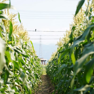 【山梨県南部町産】品種おまかせ!!朝採りとうもろこし10本　※ご家庭用