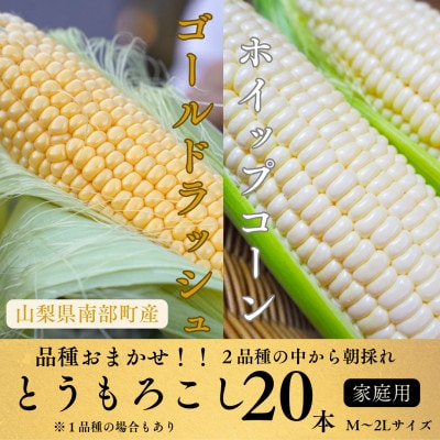 【山梨県南部町産】品種おまかせ!!朝採りとうもろこし20本　※ご家庭用