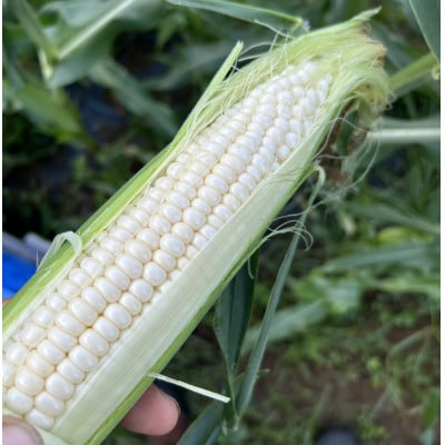 【山梨県南部町産】品種おまかせ!!朝採りとうもろこし20本　※ご家庭用