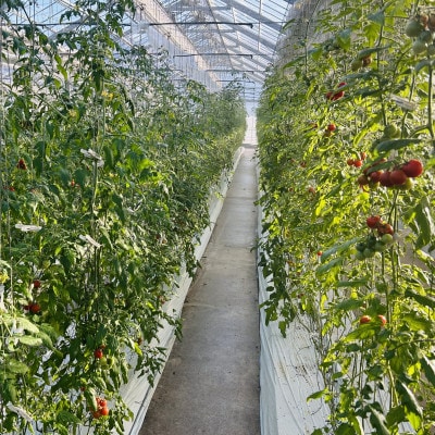 【朝穫り】イナカカラミニトマト【高糖度セレクト】