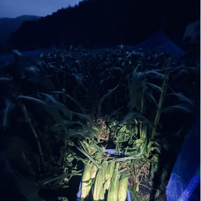 【太陽の恵み】おひさまコーン【濃厚半生食感】2L(400g以上)を10～12本