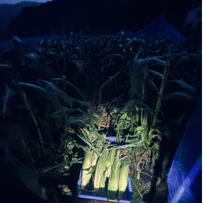 【めちゃあま】ホイップコーン【濃厚半生食感】2L(400g以上)を10～12本