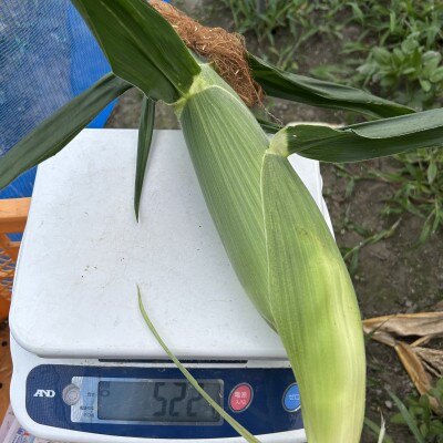 【めちゃあま】ホイップコーン【濃厚半生食感】2L(400g以上)を10～12本