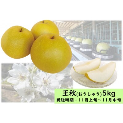 王秋〔おうしゅう〕5kg(11H.)