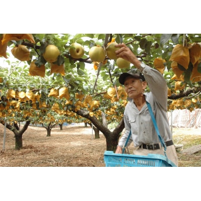 あたご梨5kg(14M.)