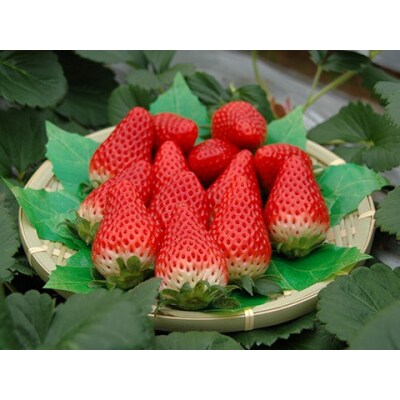 ■小林農園■味自慢!いちご大満足セット(24M.)