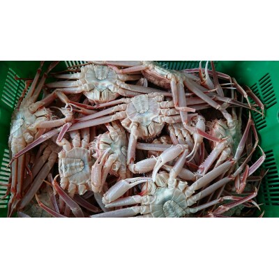 鳥取県産親ガニ(生) 6~7枚セット(58G.)
