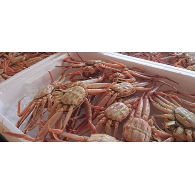 鳥取県産親ガニ〔生〕 7～8枚セット(57M.)