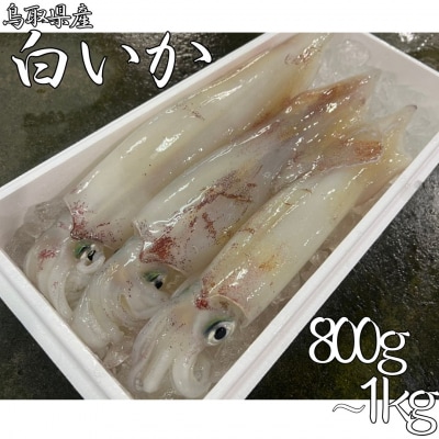 鳥取県産白いか 800g～1kg(62M.)