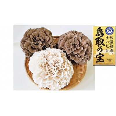 氷温熟成舞茸『鳥取の宝』と白まいたけの食べ比べセット(102M.)