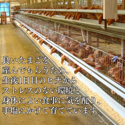 セレブの気持ち40個(115M.)