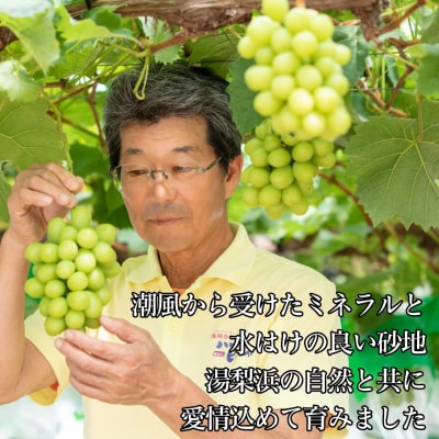 蔵出し潮騒熟成特選ハワイ種なしシャインマスカット1房(222M.)