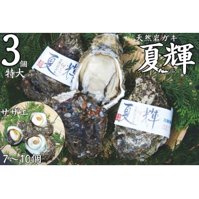 ◇夏輝ブランド◇天然岩ガキ〔特大〕・サザエセット〔小〕(50K.)