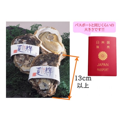 ◇夏輝ブランド◇天然岩ガキ〔特大〕・サザエセット〔小〕(50K.)